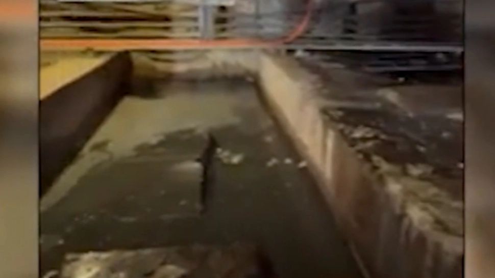 Igrasie și șobolani morți, în subsolul unui spital cunoscut din țară. Manager: Oamenii trebuie să intre echipați ca să suporte mirosul