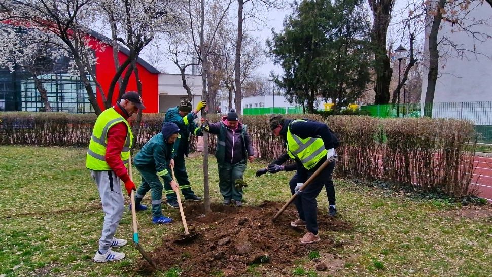 Numărul copacilor din Sectorul 4 se triplează! 