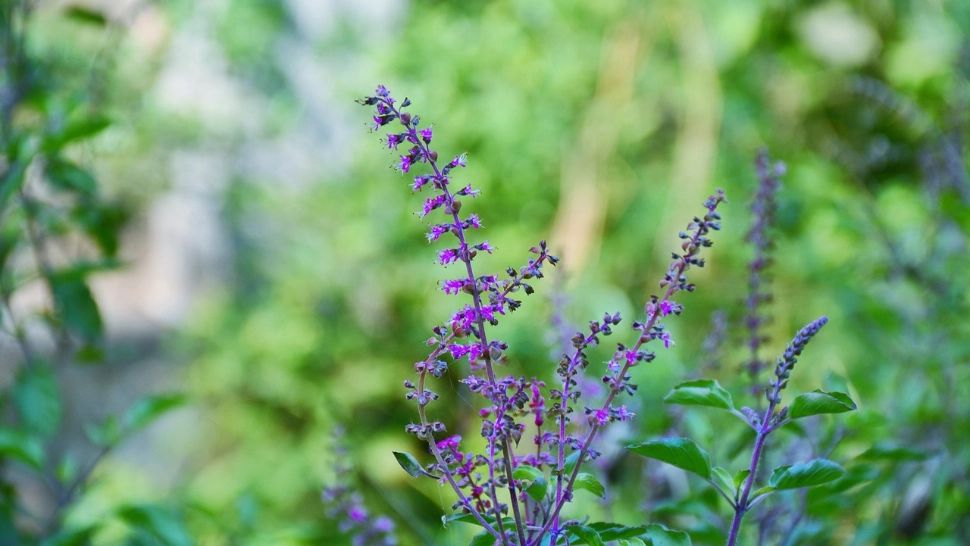 Planta sfântă care atrage norocul și prosperitatea. Trebuie să o ai în casă toată luna martie