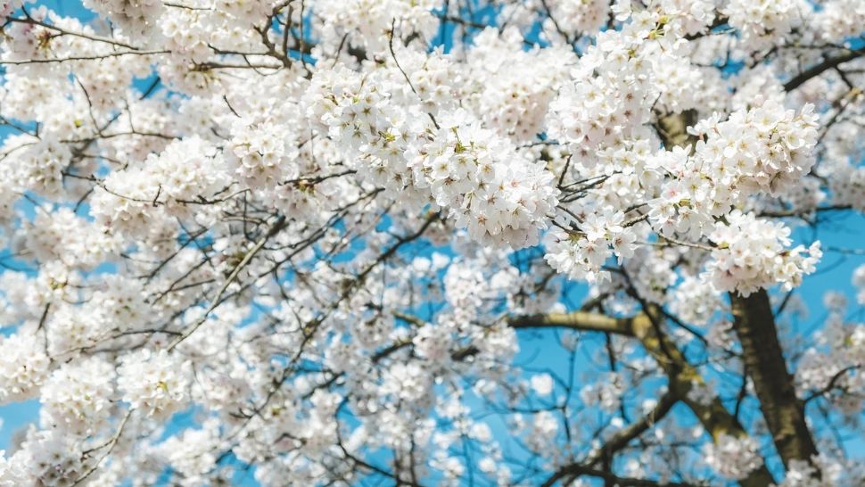 Prognoza meteo pe o lună: temperaturi mai mari decât cele specifice perioadei. Cum va fi vremea de 1 Mai