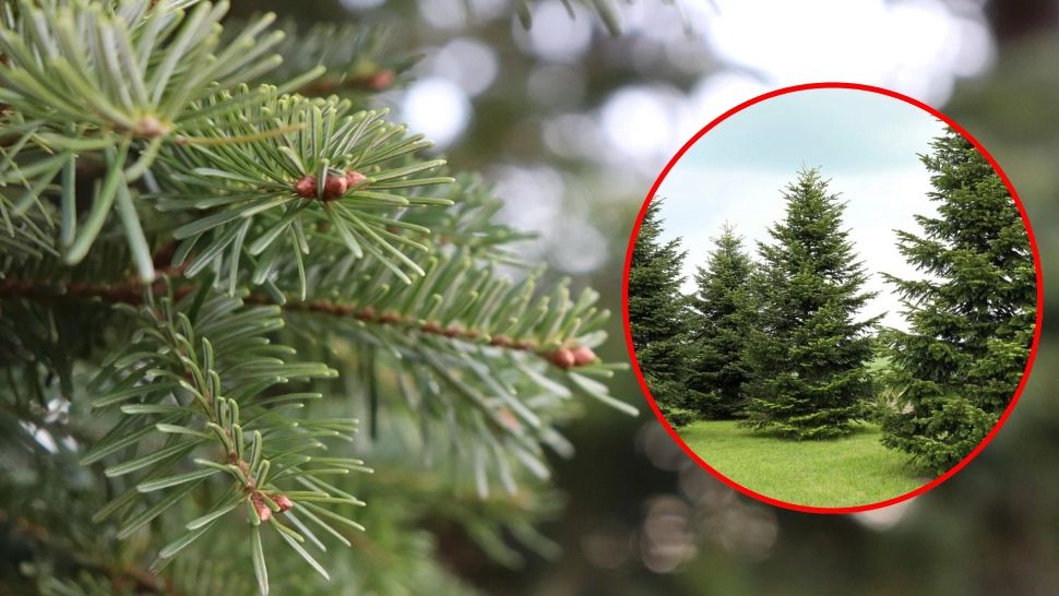 Motivul pentru care nu trebuie să plantezi brazi în curte. Riscurile sunt extrem de mari 