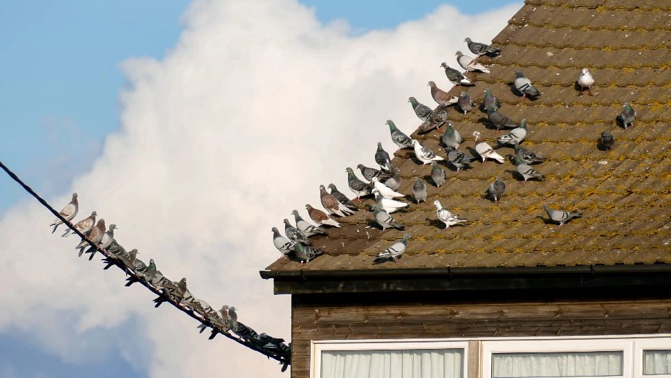 Cele mai eficiente metode pentru a scăpa de porumbeii de pe balcon sau de pe acoperiș. Trucuri eficiente de a-i ține departe