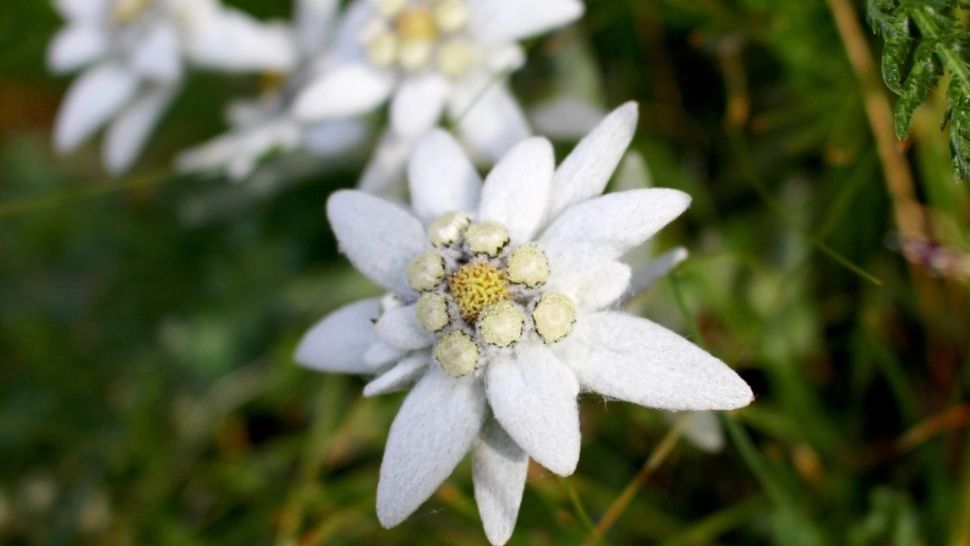 5 martie, Ziua florii de colț, diamantul Munților Carpați - ocrotită de lege din 1933