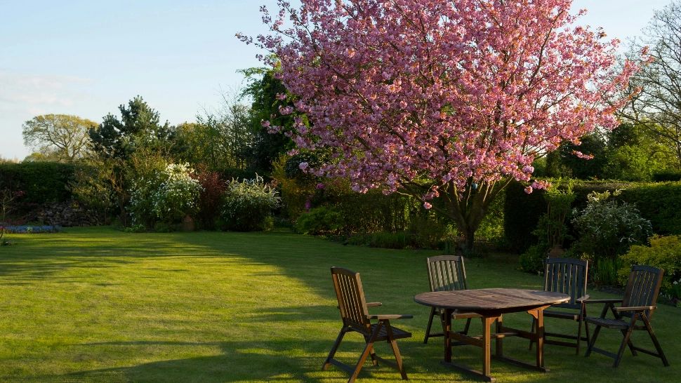 Ce plante și arbuști trebuie tunși primăvara devreme pentru a stimula dezvoltarea lor