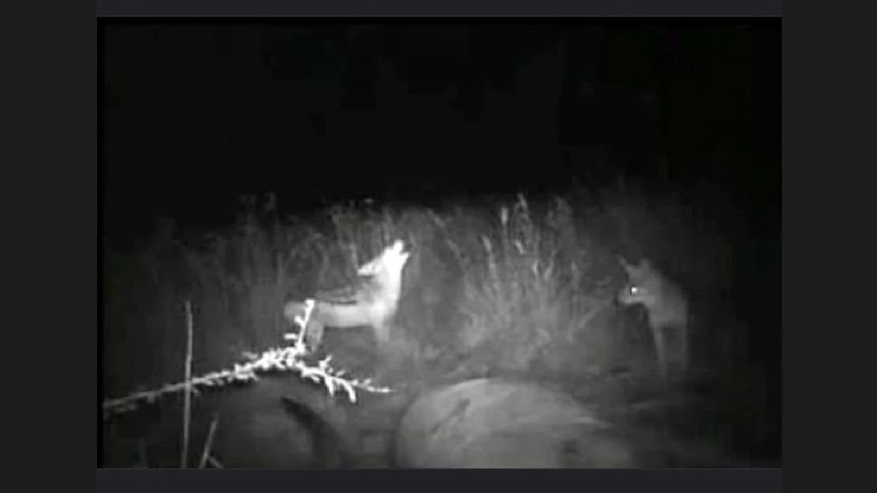 Locuitorii unui cartier din Galați, terorizați de haite de șacali. Noaptea este ca în filme de groază - VIDEO