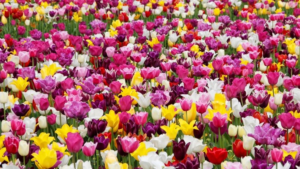 Ce să faci cu bulbii după ce se scutură lalelele. Sfaturi de la grădinarii iscusiți pentru a avea flori multe și frumoase