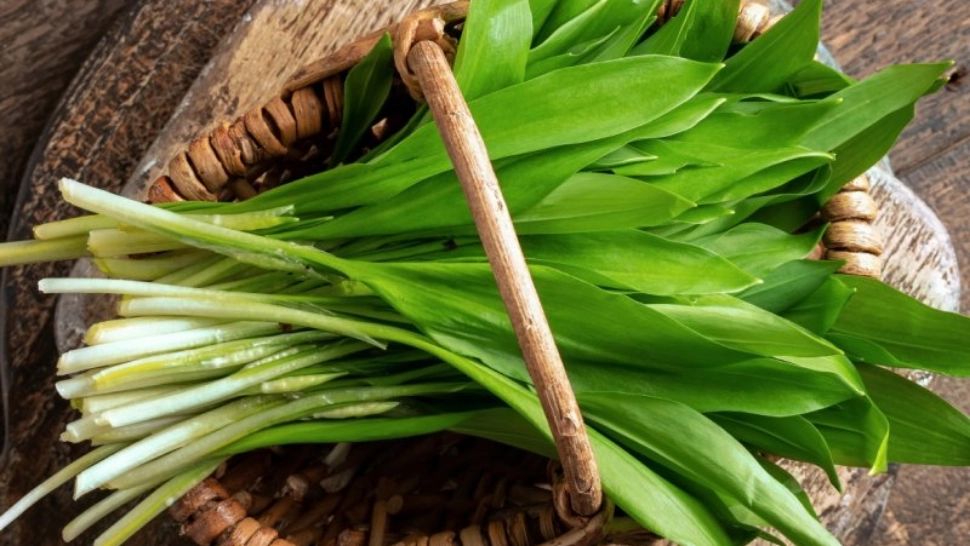 Planta prezentă în toate piețele la începutul primăverii. Este un puternic ENERGIZANT. Când este, de fapt, CONTRAINDICATĂ leurda?