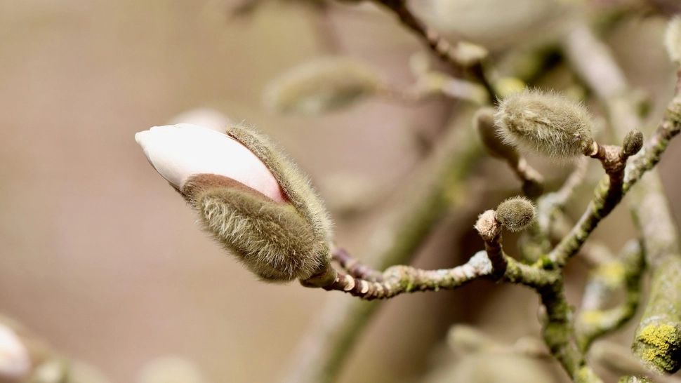 ANM: Luna martie începe cu temperaturi peste normal în toată țara. Cum va fi vremea până la finalul lunii