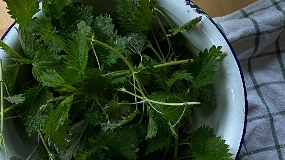 Crema de urzici. O mâncare de sezon plină de vitamine. Se recomandă să se consume la începutul primăverii