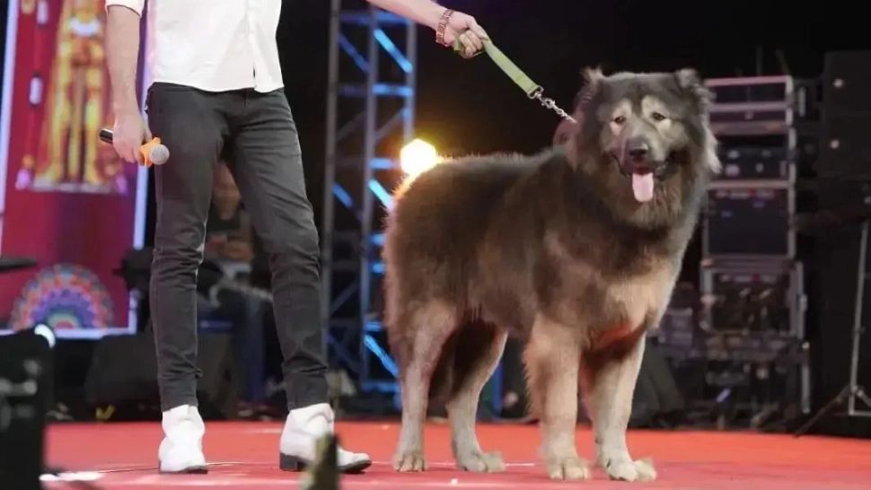 Un indian a dat aproape 5 milioane și jumătate de euro pe un câine-lup. Ce are special animalul?