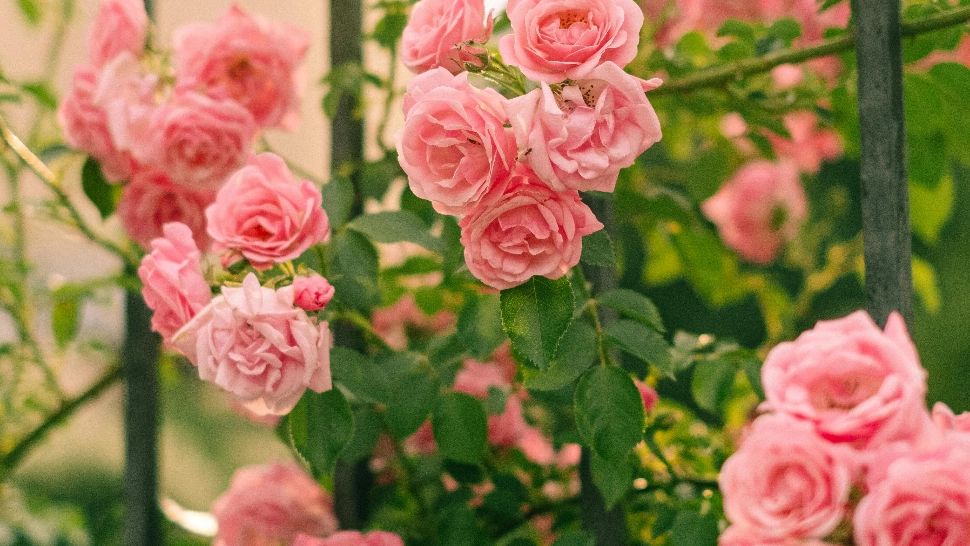 Când trebuie să fertilizezi trandafirii și ce îngrăsăminte naturale poți prepara acasă pentru a avea tufe pline de flori