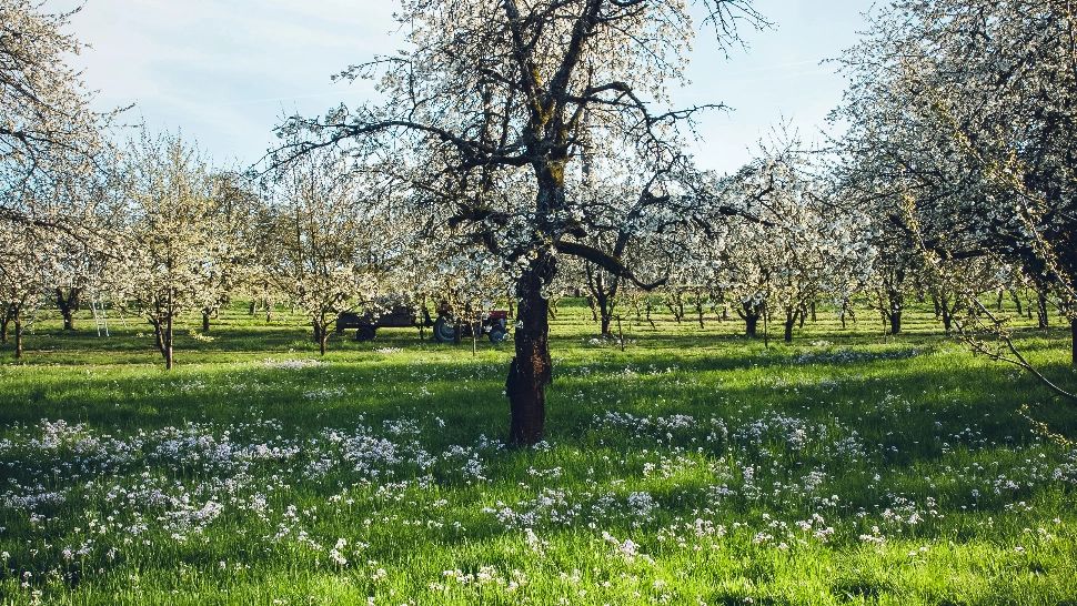 Când se face fertilizarea pomilor fructiferi și cum se face corect, pentru a spori producția de fructe