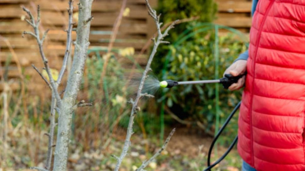 Cum să îți protejezi pomii fructiferi. Soluția cu care trebuie să îi stropești primăvara pentru a scăpa de boli și dăunători 
