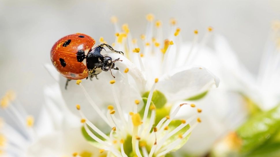 Primăvară în România: vin temperaturi de 18 grade. Prognoza ANM pentru perioada 9 - 23 martie