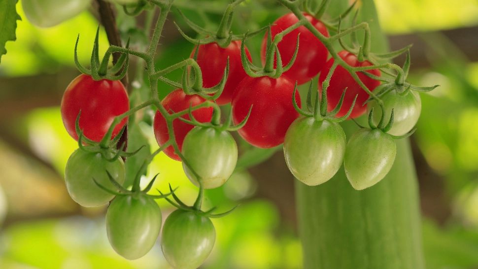 Roșii cu gust și miros, ca în vremea copilăriei? Secretul pentru o recoltă bogată 
