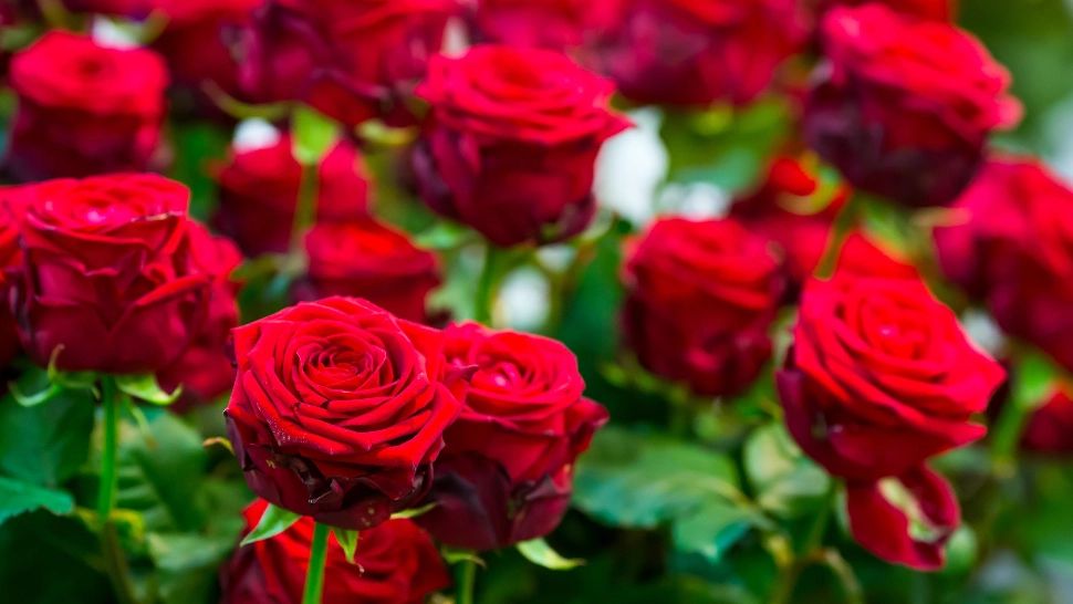 Secretul celor mai parfumați trandafiri. Nu te vei mai sătura de mirosul lor: trucul este cunoscut doar de marii grădinari 