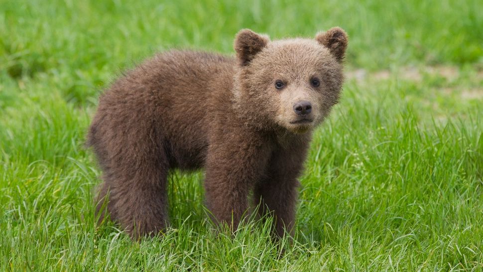 Dosar penal în Mureș, după scoaterea dintr-un bârlog a doi pui de urs. Isprava, postată pe rețelele de socializare: Garda de Mediu s-a sesizat