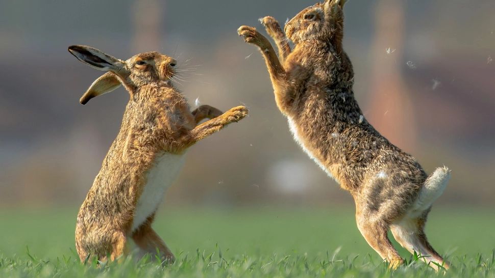 Oamenii de știință au conceput implantul de PENIS imprimat 3D. Primele teste sunt încurajatoare