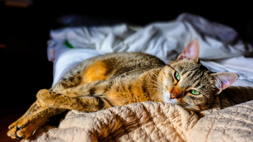 Virusul grav ce se poate transmite de la pisică la om. Poate provoca cazuri severe