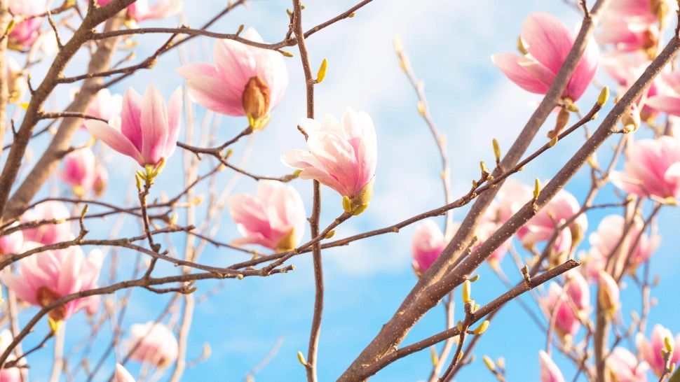 Vremea 26 martie. Temperaturi în scădere, față de ziua precedentă: la cât vor ajunge maximele de astăzi