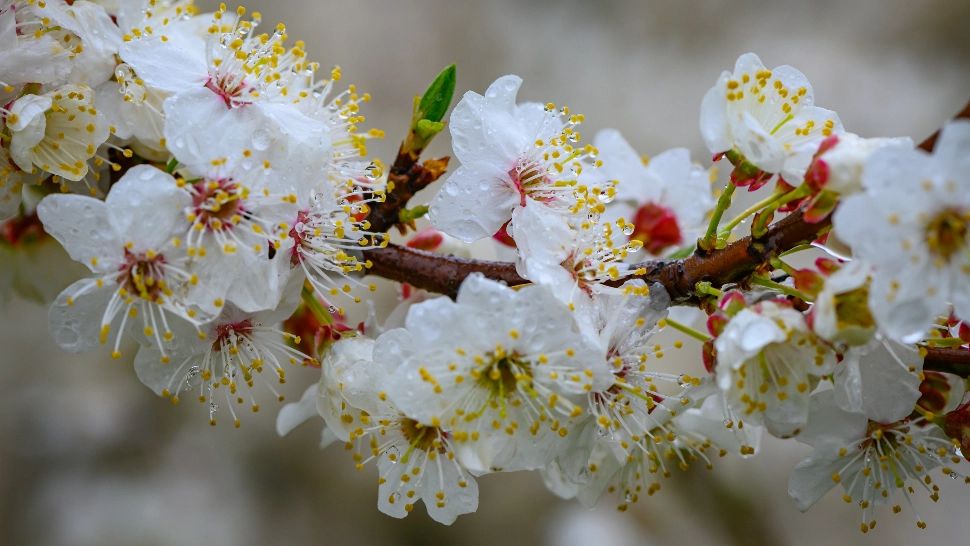 Primavara își intră în drepturi. Urmează 4 săptămâni cu vreme în general frumoasă: prognoza până pe 28 aprilie