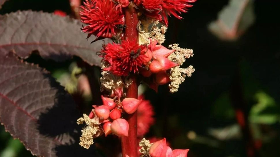 Planta care îi umple de bani pe agricultorii români. Generează profituri de până la 30.000 de euro pe hectar 