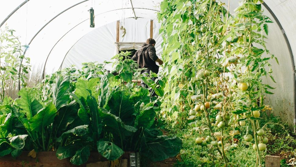 Când trebuie plantate roșiile în solar. Cea mai potrivită perioadă, conform experților. Sfaturi utile despre cum trebuie să procedezi