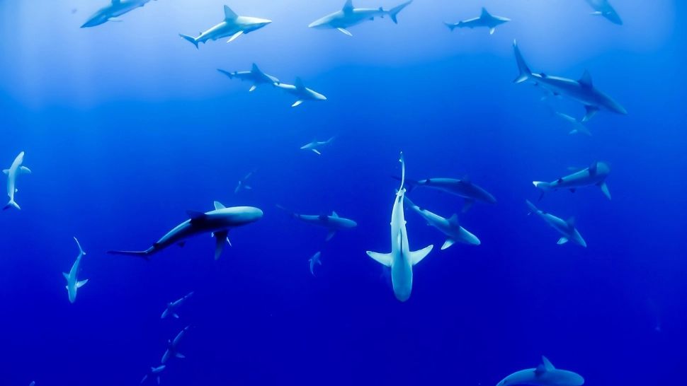 Rechinii nu mai sunt prădătorii tăcuţi ai oceanelor: primele sunete înregistrate de cercetători