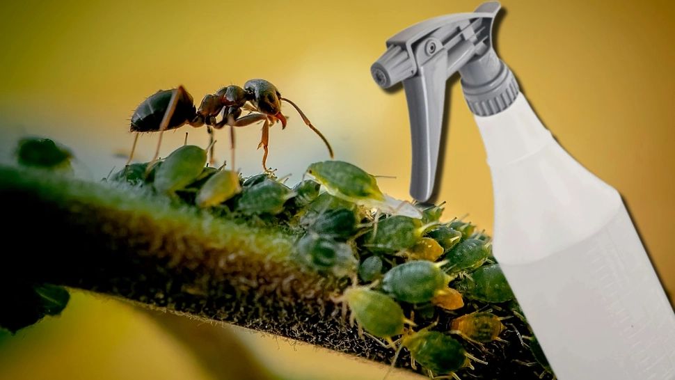 Cum scapi de furnici, gândaci și purici. Soluția simplă și eficientă pe care o poți prepara chiar la tine acasă