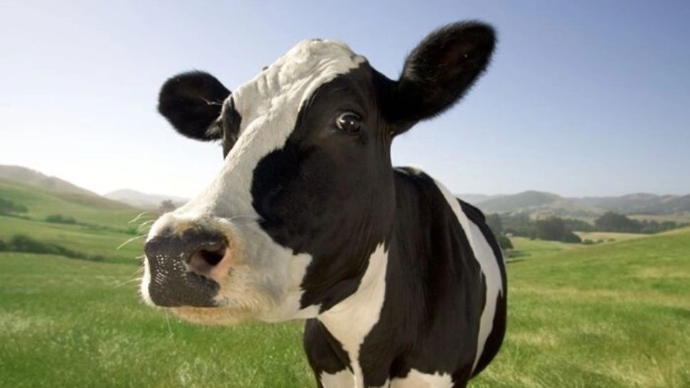 Virusul febrei aftoase, tot mai multe victime în Romania. ANSVSA trage un semnal de alarmă şi face apel la responsabilitate şi vigilenţă