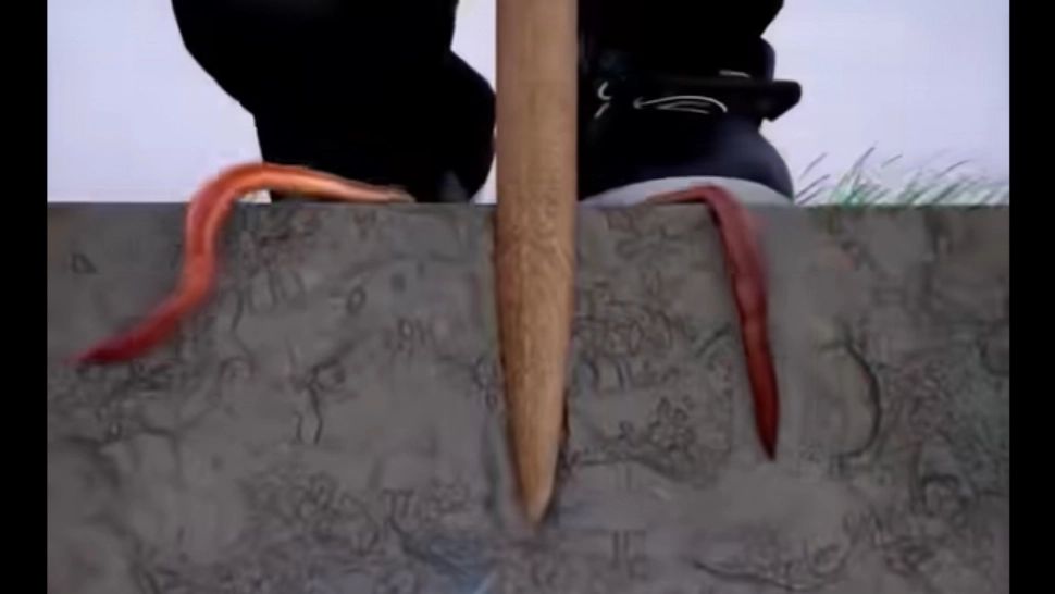 Cum chemi râmele din pământ fără să te murdărești? Trucul care i-a înnebunit pe pescari - VIDEO