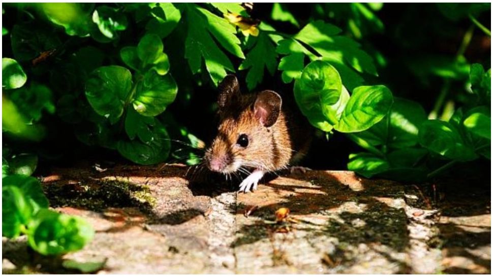 Metoda simplă, ieftină și eficientă care te scapă de șoareci. Nu o să ai nevoie de otravă 