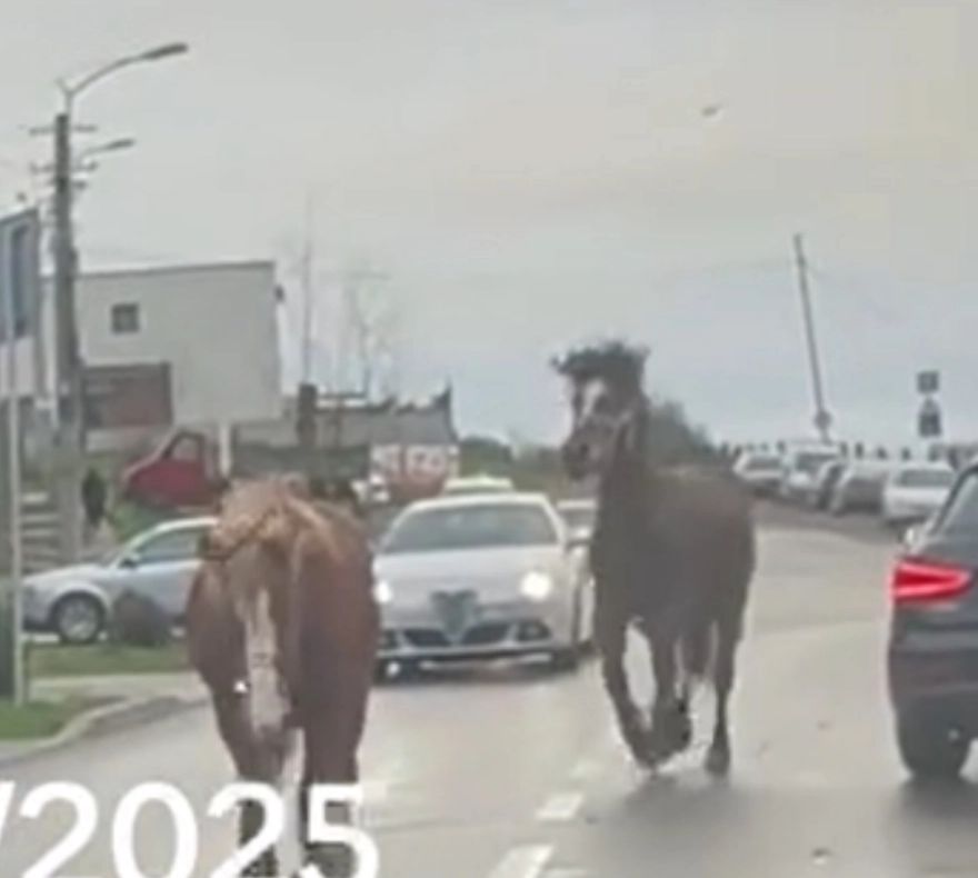 Paștele cailor a ajuns la Cluj? 10 cai scăpați de sub control, filmați în trafic în Cluj. Șoferii au rămas șocați