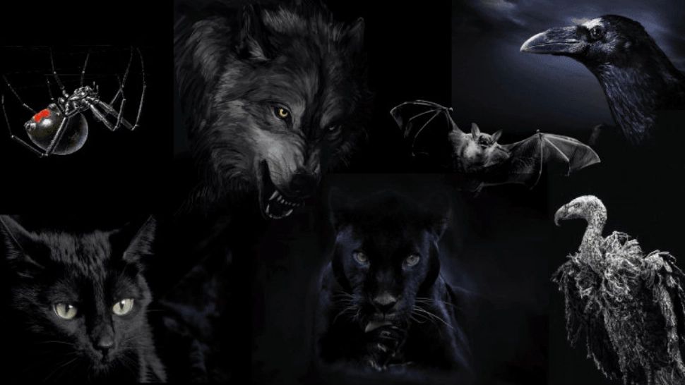 Alege un animal și vei descoperi latura neagră a personalității tale