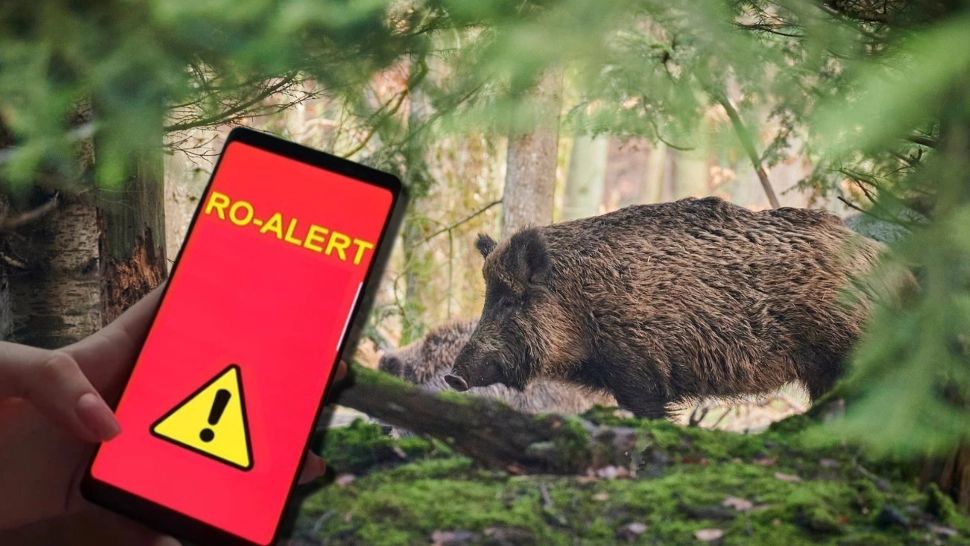 Porc mistreț, într-un parc din orașul Otopeni. Autoritățile au emis un mesaj RO-Alert
