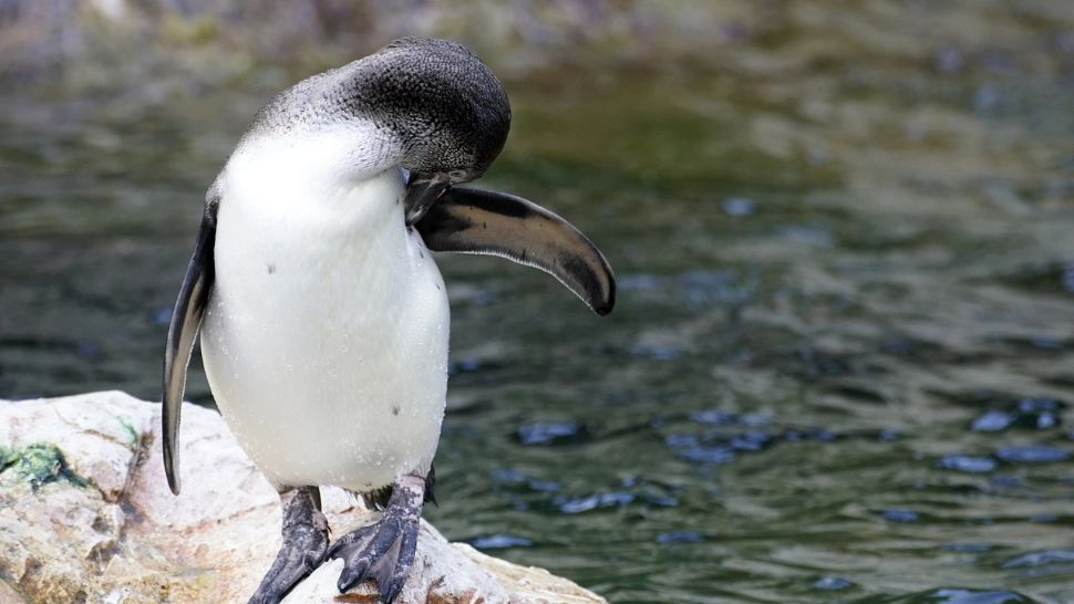 Un elicopter s-a prăbușit din cauza unui pinguin. Cum s-a transformat o misiune de rutină într-un incident neașteptat