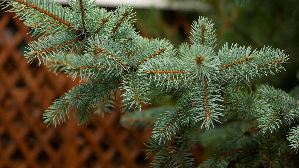 Cum să plantezi corect un brad și unde este locul din curte cel mai potrivit pentru acest conifer. Sfaturi utile de la specialiști