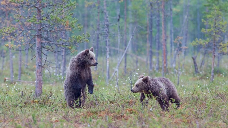 Populație de urși, de trei ori mai mare decât nivelul optim. Peste 13.000 mi de urși bruni în România