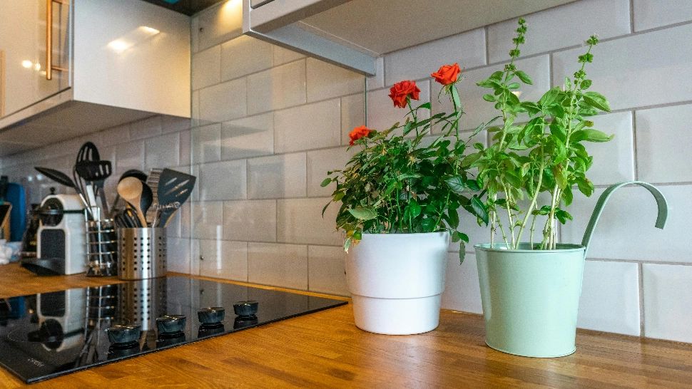 Cum să scapi rapid de mirosurile neplăcute din bucătărie. Sfaturi utile pentru toate gospodinele