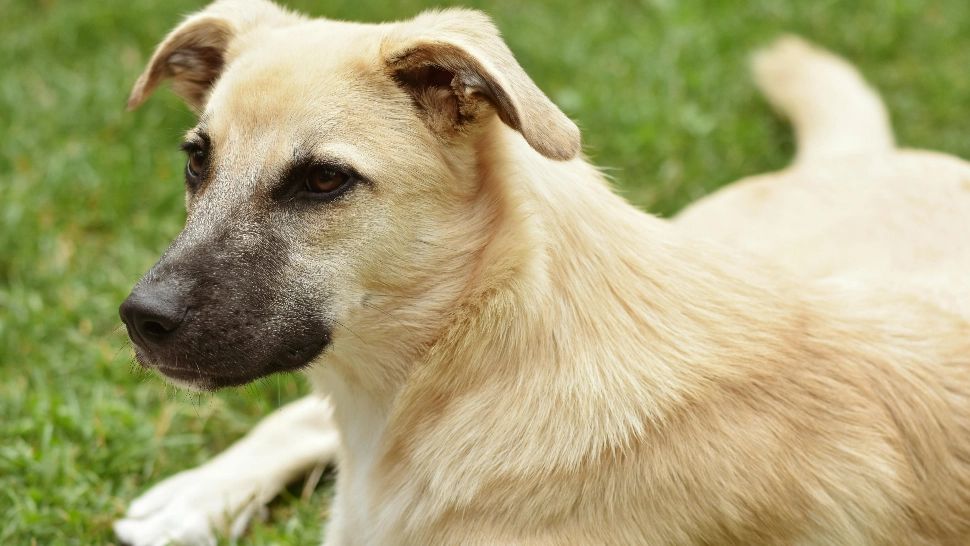 Minoră mușcată de un câine în Botoșani: proprietarul, amendat cu 3.000 de lei