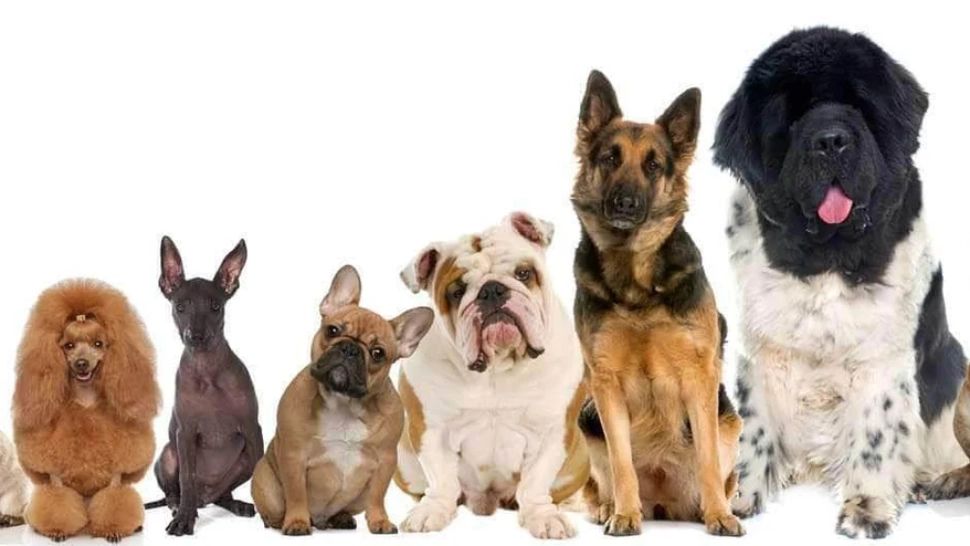 Cea mai rară și nobilă rasă de câine, venerată ca un zeu pe pământ. I-a însoțit pe marii împărați din Orient în expedițiile lor