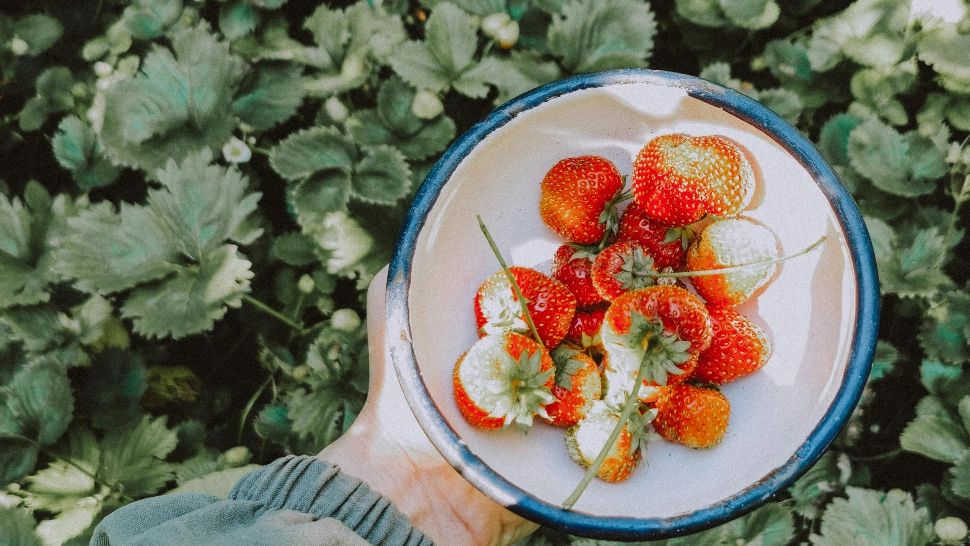 Cum trebuie să îngrijești căpșunile pentru a avea o recoltă bogată. Sfaturi utile 