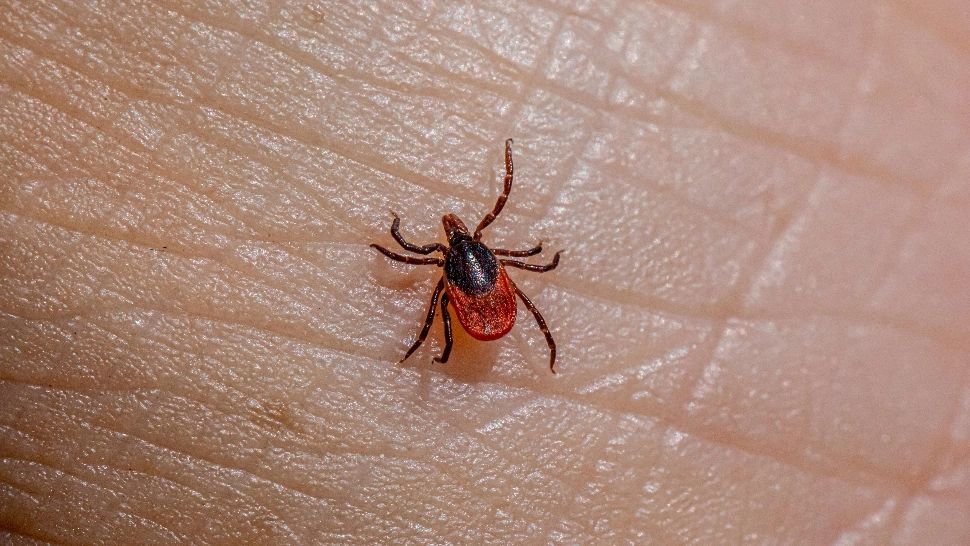 Ce trebuie să faci dacă te mușcă o căpușă. Pașii pe care trebuie să-i urmezi