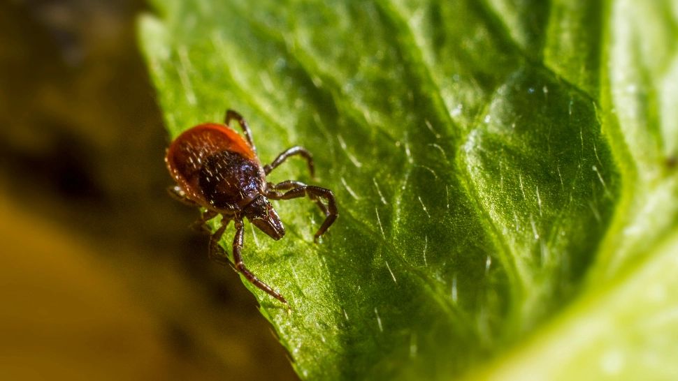 Cum să scapi de căpușe. Sfaturi utile pentru a ține acești paraziți la distanță de tine și animalele tale de companie