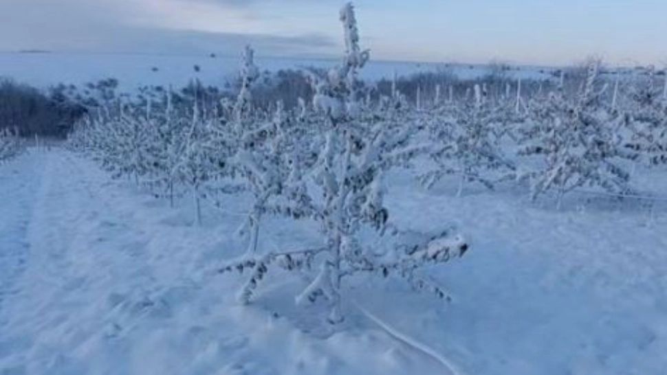 Livadă distrusă de zăpadă. Agricultorii sunt în pragul disperării