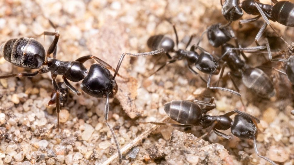 O specie de furnică agresivă se răspândește alarmant în Europa. În Germania, unele orașe au rămas fără curent și internet din cauza adevăratelor invazii