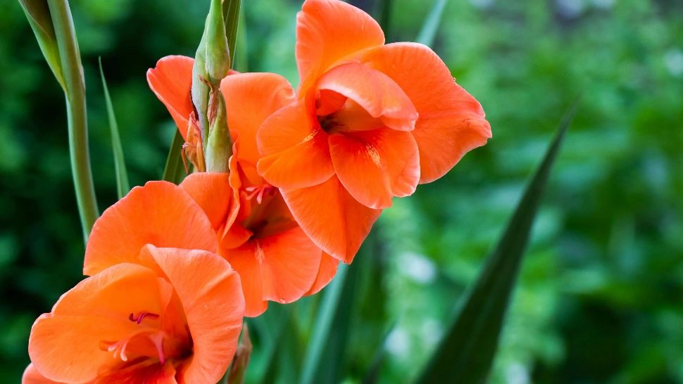 Când se plantează gladiolele. Cum să procedezi și la ce adâncime se pun bulbii