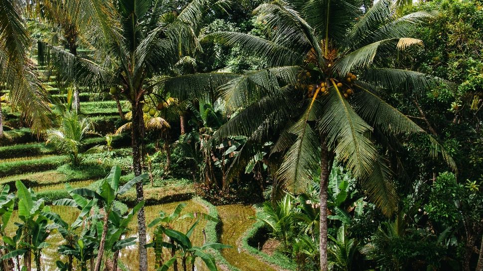 Unde se afla, de fapt, Grădina Edenului. Un cercetător ar fi descoperit locul exact