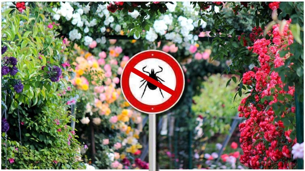 Plantele care țin căpușele la distanță de curtea sau grădina ta. Sunt parfumate și extrem de eficiente 