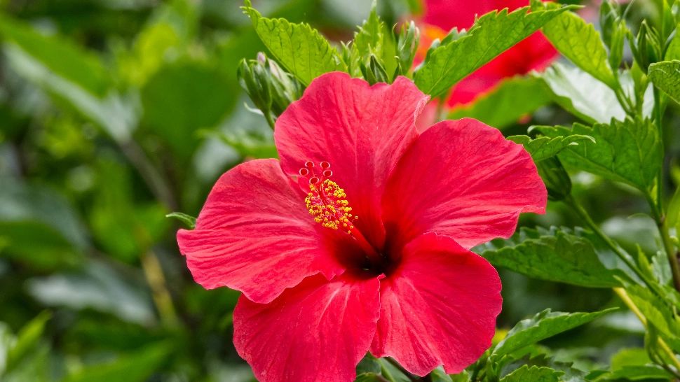 De ce cad frunzele la HIBISCUS. Cum trebuie îngrijit corect trandafirul japonez? Sfaturi de la specialiști